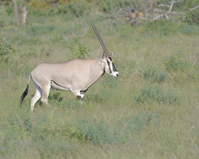 Oryx-010713-Samburu National Reserve, Kenya-#0383.jpg