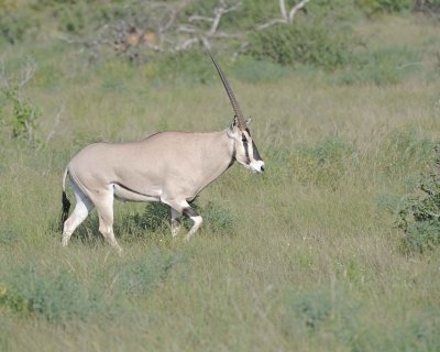 Oryx-010713-Samburu National Reserve, Kenya-#0388.jpg
