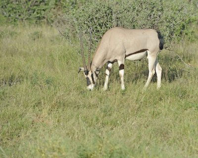 Oryx-010713-Samburu National Reserve, Kenya-#3150.jpg