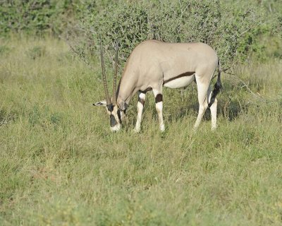 Oryx-010713-Samburu National Reserve, Kenya-#3151.jpg