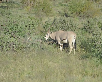 Oryx-010713-Samburu National Reserve, Kenya-#3162.jpg