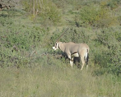 Oryx-010713-Samburu National Reserve, Kenya-#3165.jpg