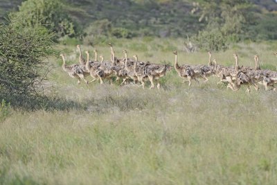 Ostrich, Somali, Chicks-010713-Samburu National Reserve, Kenya-#2831.jpg