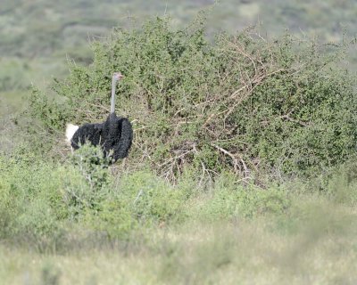 Ostrich, Somali, Male-010713-Samburu National Reserve, Kenya-#2425.jpg