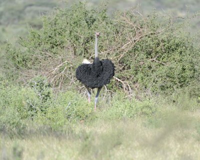 Ostrich, Somali, Male-010713-Samburu National Reserve, Kenya-#2430.jpg