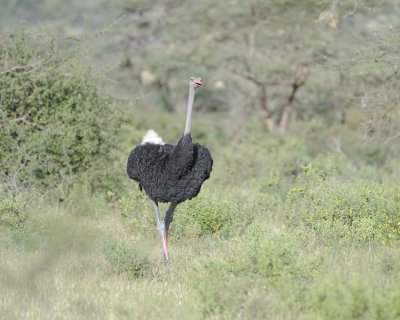 Ostrich, Somali, Male-010713-Samburu National Reserve, Kenya-#2448.jpg