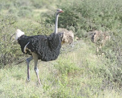 Ostrich, Somali, Male-010713-Samburu National Reserve, Kenya-#2473.jpg