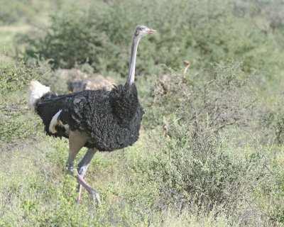 Ostrich, Somali, Male-010713-Samburu National Reserve, Kenya-#2477.jpg