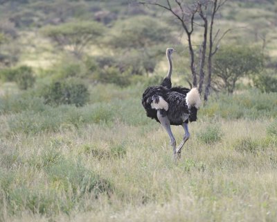 Ostrich, Somali, Male-010713-Samburu National Reserve, Kenya-#2822.jpg