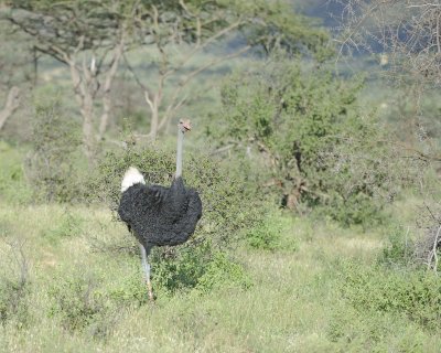 Ostrich, Somali, Male-010713-Samburu National Reserve, Kenya-#2890.jpg