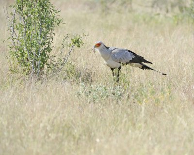 Secretarybird, w mouse-010713-Samburu National Reserve, Kenya-#1052.jpg
