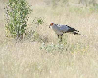 Secretarybird, w mouse-010713-Samburu National Reserve, Kenya-#1053.jpg