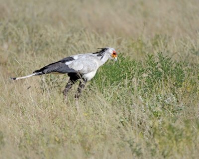 Secretarybird-010713-Samburu National Reserve, Kenya-#0934.jpg