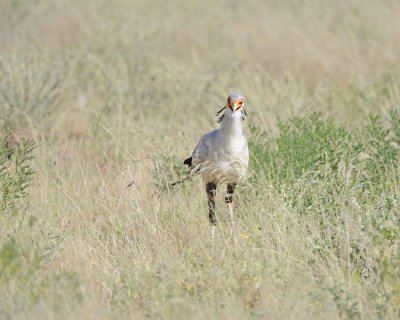 Secretarybird-010713-Samburu National Reserve, Kenya-#0958.jpg