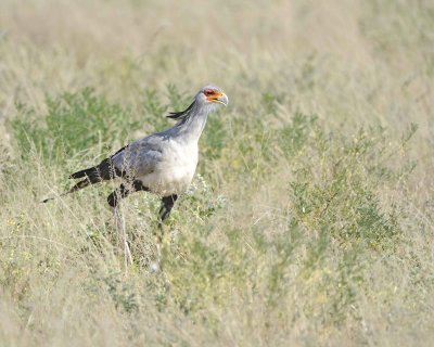 Secretarybird-010713-Samburu National Reserve, Kenya-#0963.jpg