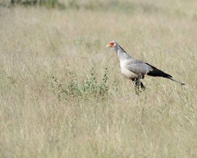 Secretarybird-010713-Samburu National Reserve, Kenya-#1022.jpg