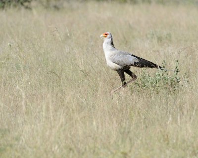 Secretarybird-010713-Samburu National Reserve, Kenya-#1027.jpg