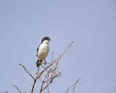 Shrike, Fiscal-010713-Samburu National Reserve, Kenya-#1406.jpg