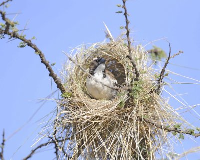 Sparrow-Weaver, White-browed-010713-Samburu National Reserve, Kenya-#0426.jpg