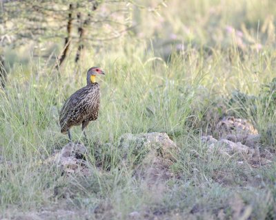 Spurfowl, Yellow-necked-010713-Samburu National Reserve, Kenya-#2589.jpg
