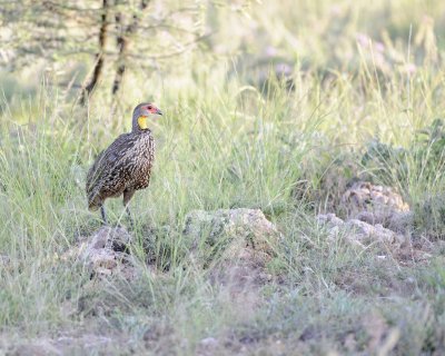 Spurfowl, Yellow-necked-010713-Samburu National Reserve, Kenya-#2592.jpg