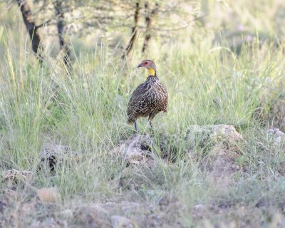 Spurfowl, Yellow-necked-010713-Samburu National Reserve, Kenya-#2611.jpg