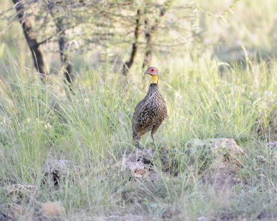 Spurfowl, Yellow-necked-010713-Samburu National Reserve, Kenya-#2692.jpg