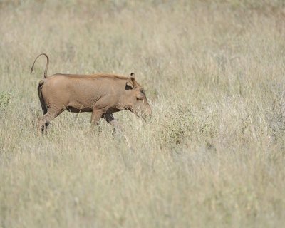 Warthog-010713-Samburu National Reserve, Kenya-#1292.jpg