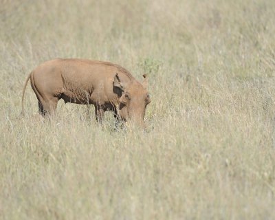 Warthog-010713-Samburu National Reserve, Kenya-#1302.jpg