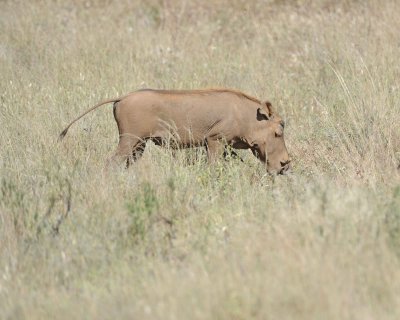 Warthog-010713-Samburu National Reserve, Kenya-#1328.jpg