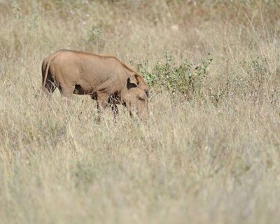 Warthog-010713-Samburu National Reserve, Kenya-#1363.jpg