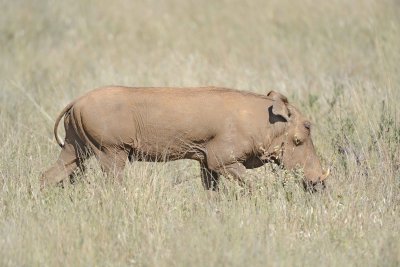 Warthog-010713-Samburu National Reserve, Kenya-#1378.jpg