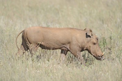 Warthog-010713-Samburu National Reserve, Kenya-#1383.jpg