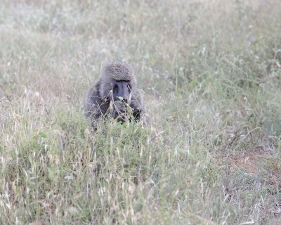 Baboon, Olive-010813-Samburu National Reserve, Kenya-#3328.jpg
