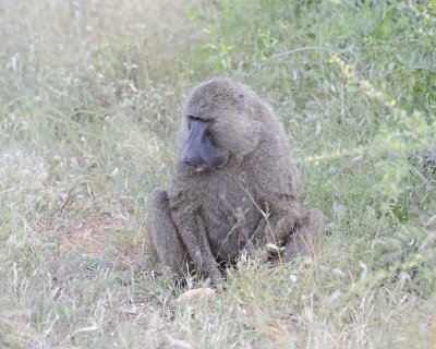 Baboon, Olive-010813-Samburu National Reserve, Kenya-#3331.jpg