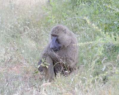 Baboon, Olive-010813-Samburu National Reserve, Kenya-#3339.jpg