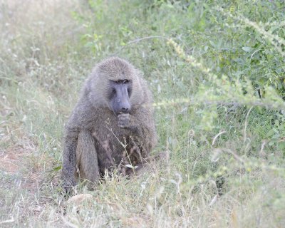 Baboon, Olive-010813-Samburu National Reserve, Kenya-#3352.jpg