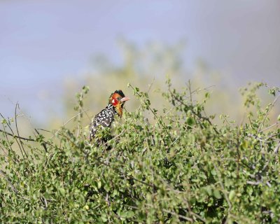 Barbet, Red-and-yellow-010813-Samburu National Reserve, Kenya-#1353.jpg