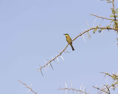 Bee-eater, Little-010813-Samburu National Reserve, Kenya-#1361.jpg