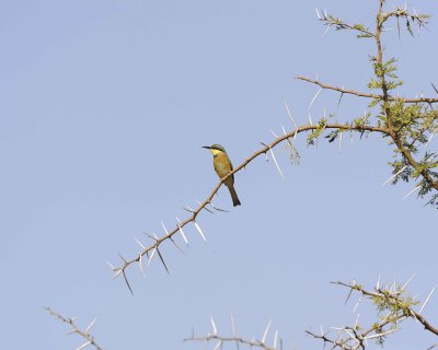 Bee-eater, Little-010813-Samburu National Reserve, Kenya-#1373.jpg