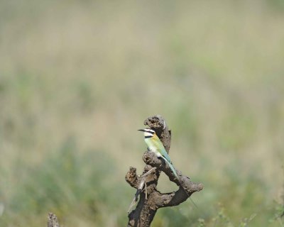 Bee-eater, White-throated-010813-Samburu National Reserve, Kenya-#1060.jpg