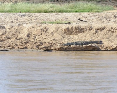 Crocodile, Nile-010813-Samburu National Reserve, Kenya-#1286.jpg