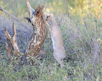 Dik-dik, standing on hind legs-010813-Samburu National Reserve, Kenya-#0059.jpg