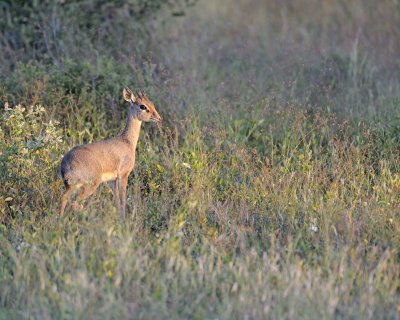 Dik-dik-010813-Samburu National Reserve, Kenya-#0010.jpg