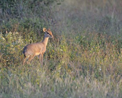 Dik-dik-010813-Samburu National Reserve, Kenya-#0012.jpg