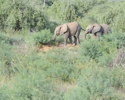 Elephant, African, 2 Calves-010813-Samburu National Reserve, Kenya-#3437.jpg