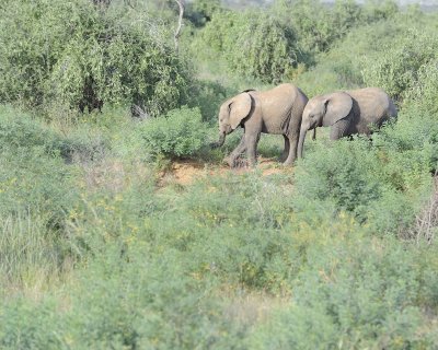 Elephant, African, 2 Calves-010813-Samburu National Reserve, Kenya-#3441.jpg