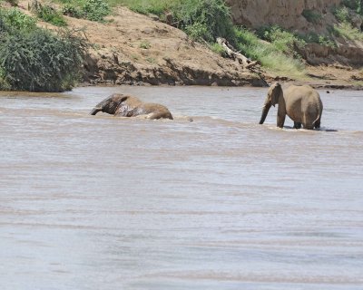 Elephant, African, 2 in river-010813-Samburu National Reserve, Kenya-#1762.jpg