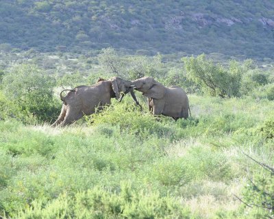 Elephant, African, 2 sparing-010813-Samburu National Reserve, Kenya-#3585.jpg