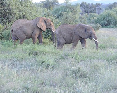 Elephant, African, 2-010813-Samburu National Reserve, Kenya-#4008.jpg
